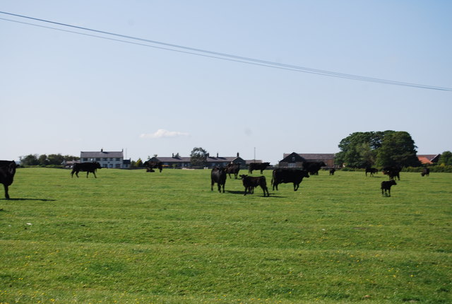 Cattle south of Tughall