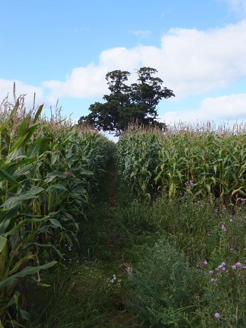 Exe Valley Way crossing a field of maize