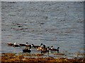 C1928 : Ducks, Mulroy Bay by Kenneth  Allen