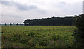 Looking across the field to Cropper