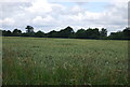 TQ5485 : Wheat by Hacton Lane by N Chadwick