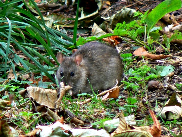 River Kennet rat, Marlborough, September 2011