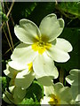 Primrose (Primula vulgaris), St Abbs Churchyard