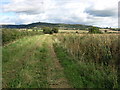 Bridleway East of Thorn Hill