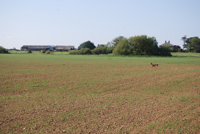 Deer crossing a field near Tughall Grahge