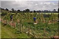 Tiverton : Community Garden