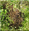 Bee swarm