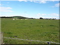 A field of cattle, across the road from Newbigging Farm