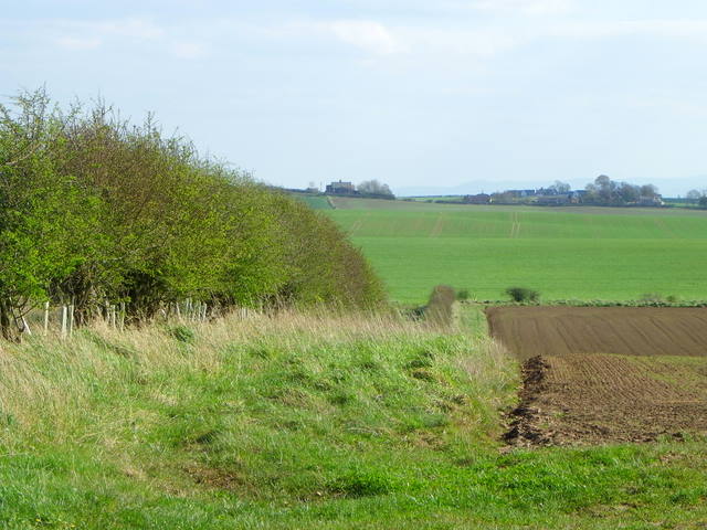 Hedge, Blackadder
