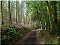 Bridleway heading north through Winterfold Wood