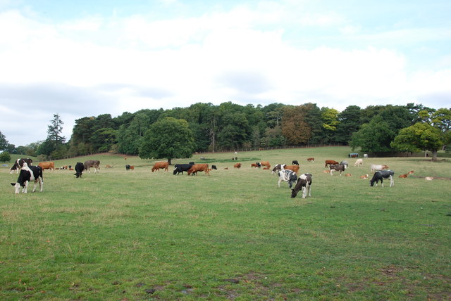 Across a Field of Cattle to Mature Woodland