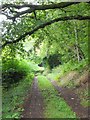 Bridleway south of Ashliford, on the way to Cadeleigh