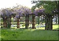 Wisteria, Eltham Pleasaunce