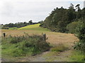 Margin between forest and cropland alongside the Black Causeway Road