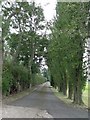 Tree-lined track to Cherry Farm