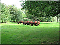 Cattle grazing pasture east of Ubbeston Wood, Ubbeston