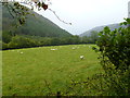 Cwm Irfon, sheep grazing