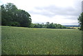 Wheat field