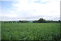 A field of legumes