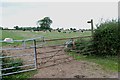 Footpath across a Field of Cows