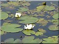 NG1390 : Water Lilies on Loch a' Chaolais by Rob Farrow