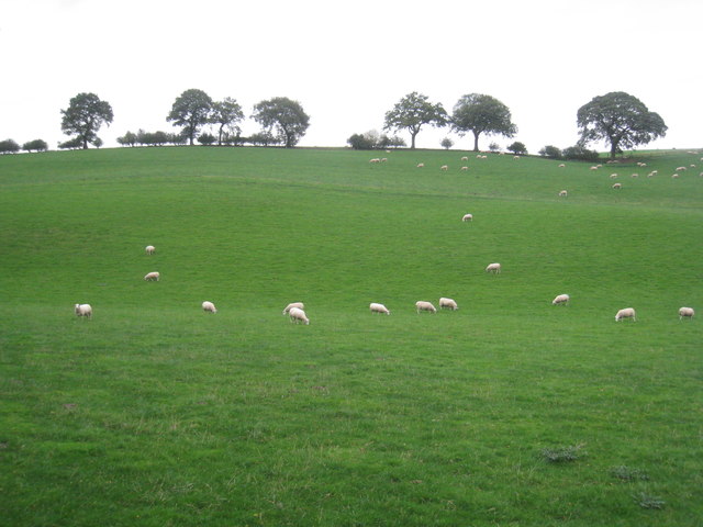 Sheep on  a Cheshire hillside