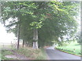 Beech trees alongside Dark Ark Lane