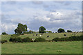 Pasture north of Acton Trussell, Staffordshire