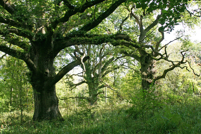 Ancient Oaks in Piddle Wood