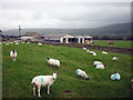 Sheep at Scar Top