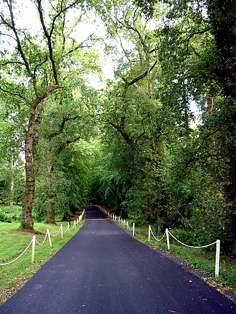 The tunnel of overarching trees, a feature of the entrance road to the Park Hotel, Virginia