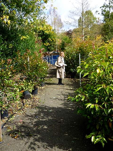 A woodland path  part of a Garden Centre on the Ballyjamesduff Road in Virginia