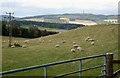 Sheep grazing above Teviotdale