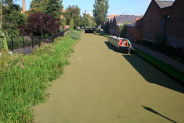 Azolla covers the Erewash Canal