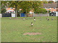 10 geese a-walking