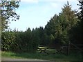 Woods at East Fingle