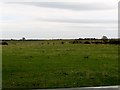 Grazing land north of the Tollumgrange Road