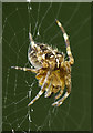 Spider at Caberfeigh Close