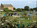 Allotments, Swanscombe