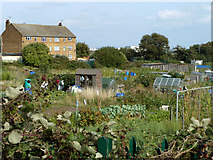 TQ6073 : Allotments, Swanscombe by Robin Webster