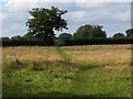 Footpath across field near Little Fletchwood Farm
