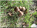 Roadside fungi at Dunsford