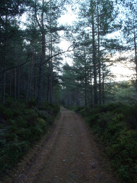 Track in the Forest of Glen Tanar