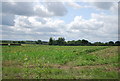 Farmland by Park Farm Rd