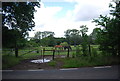 Horses, Harwood Hall Lane