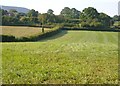 Fields near Wiggaton