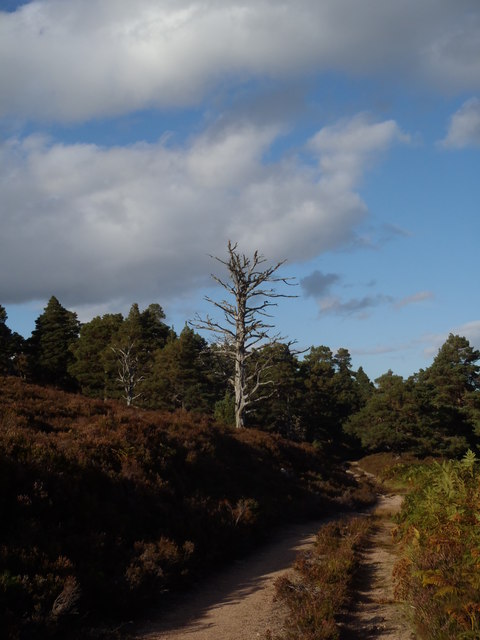 Naked pine, Forest of Glen Tanar