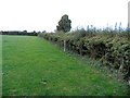 Hedge and fence