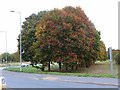 Autumn colours at Rotherwas