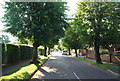 Tree lined Mead Rd